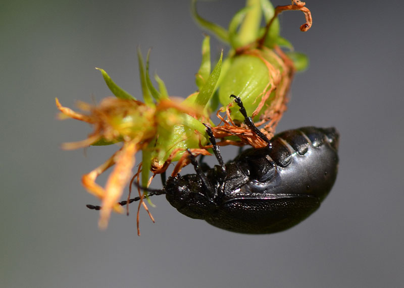 Meloidae? no, Chrysomelidae, Galeruca tanaceti